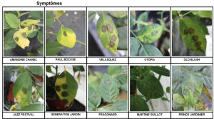 Impression