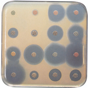 boite antibiogramme carre boite antibiogramme carre