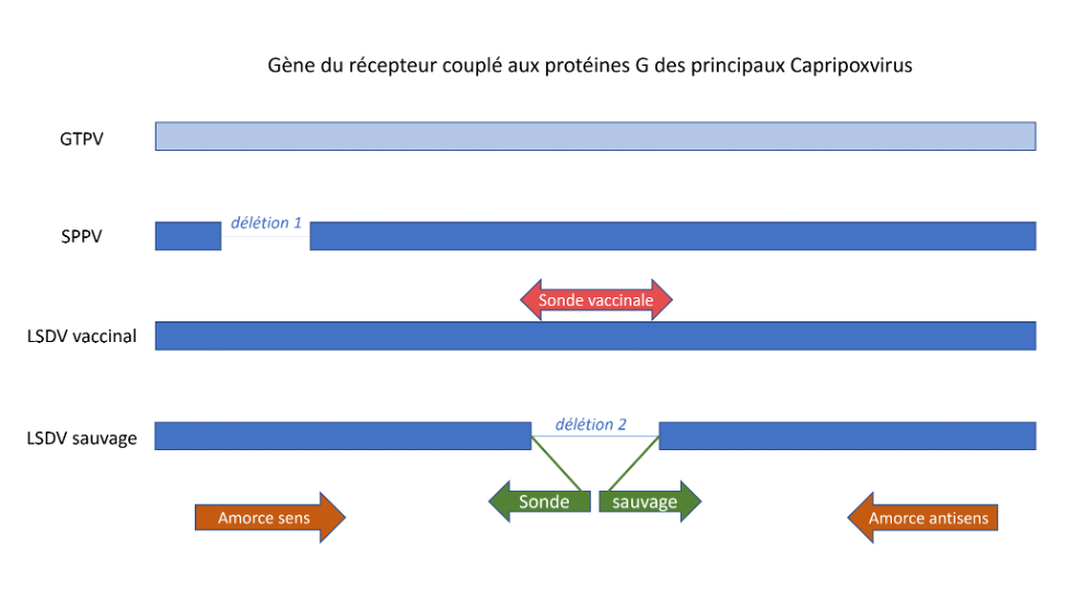 schema